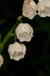 Lily of the valley